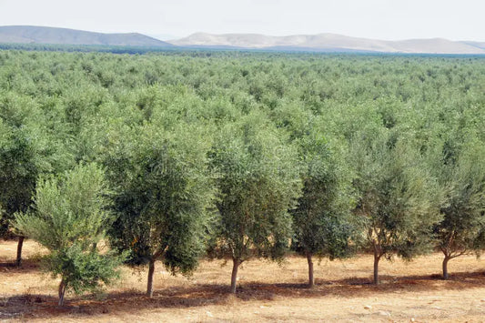 Best Extra Virgin Olive Oil in Pakistan?